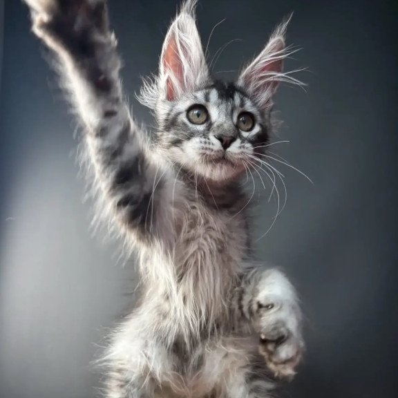 Maine Coon NOV Apollon