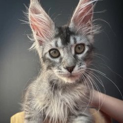 Maine Coon NOV Apollon