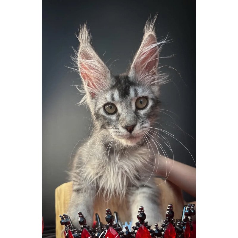 Maine Coon NOV Apollon