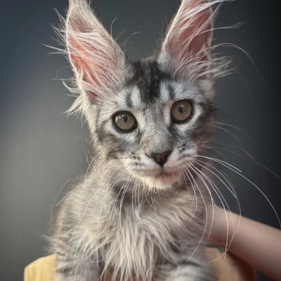 Maine Coon NOV Apollon