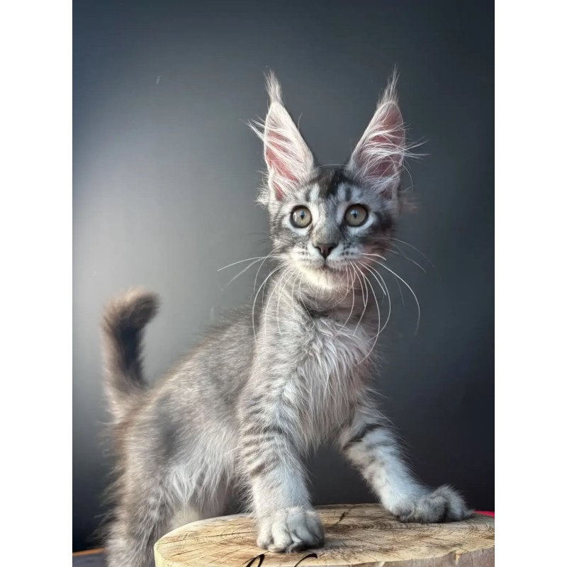 Maine Coon NOV Apollon