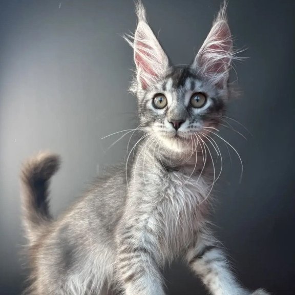 Maine Coon NOV Apollon