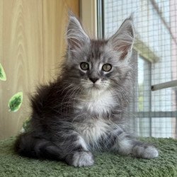 Maine Coon NOV Aquatol