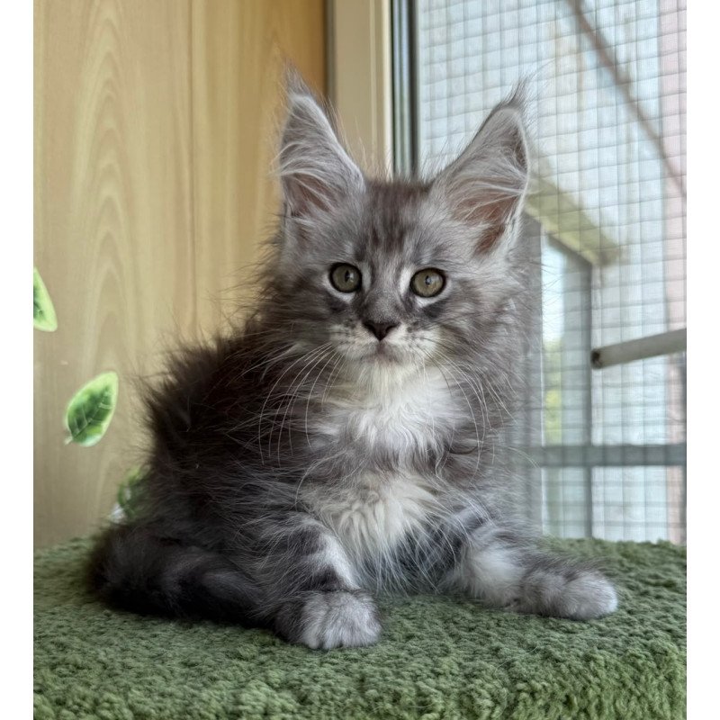 Maine Coon NOV Aquatol