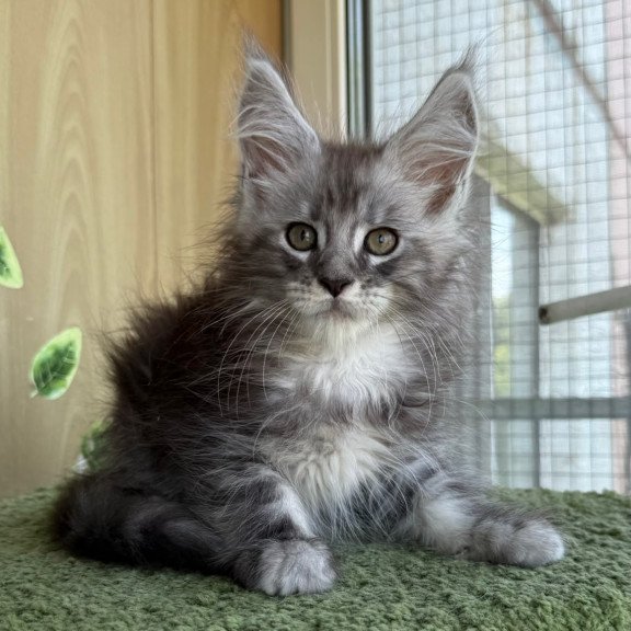 Maine Coon NOV Aquatol