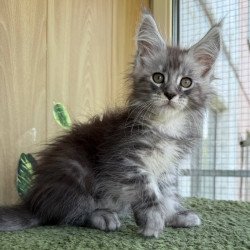Maine Coon NOV Aquatol