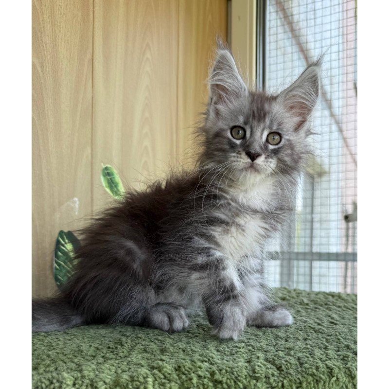 Maine Coon NOV Aquatol