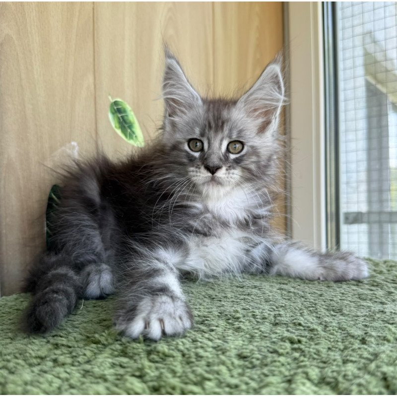 Maine Coon NOV Aquatol