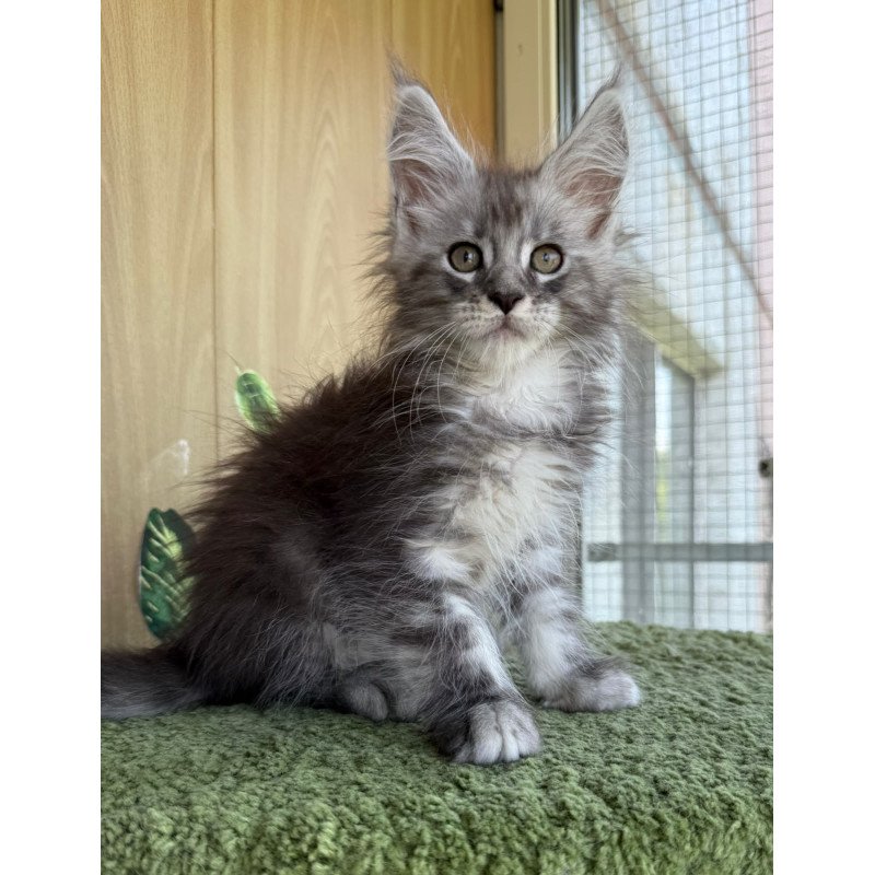 Maine Coon NOV Aquatol