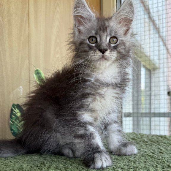 Maine Coon NOV Aquatol