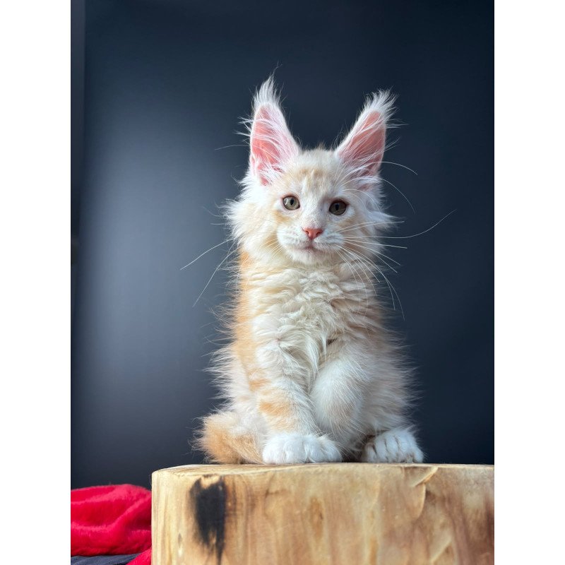 Maine Coon NOV Bugs Bunny Polydactyl