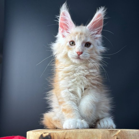 Maine Coon NOV Bugs Bunny Polydactyl