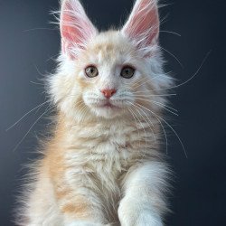 Maine Coon NOV Bugs Bunny...