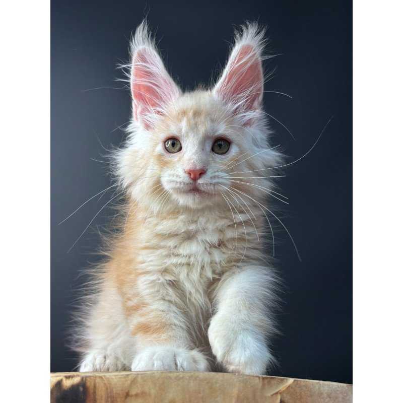 Maine Coon NOV Bugs Bunny Polydactyl
