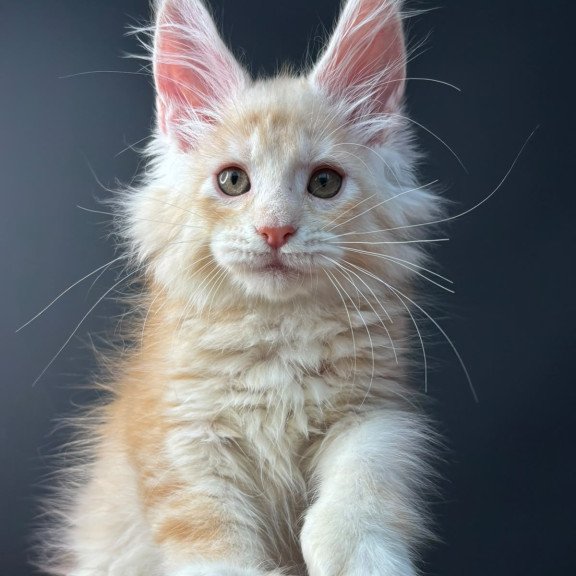 Maine Coon NOV Bugs Bunny Polydactyl