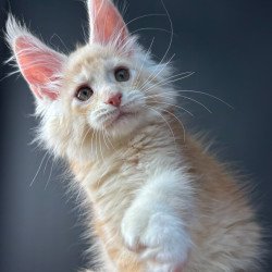 Maine Coon NOV Bugs Bunny...