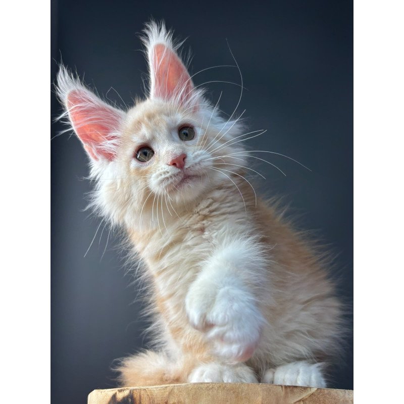 Maine Coon NOV Bugs Bunny Polydactyl