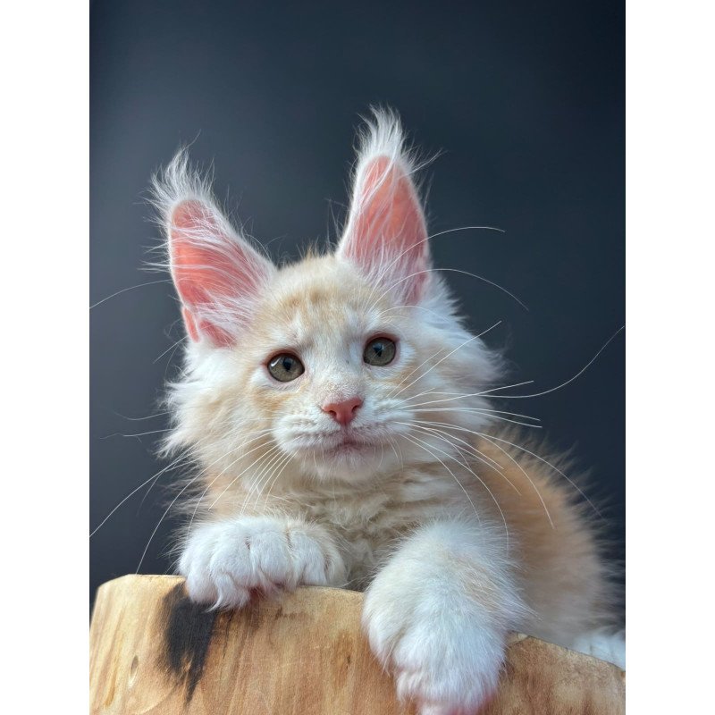 Maine Coon NOV Bugs Bunny Polydactyl