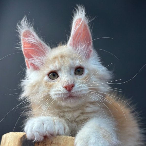 Maine Coon NOV Bugs Bunny Polydactyl