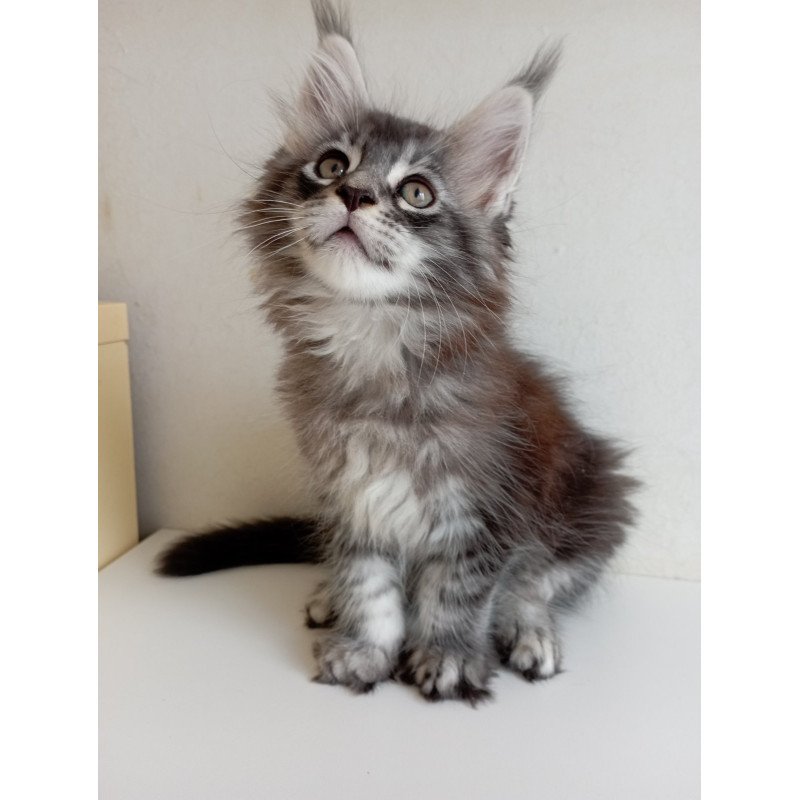 Maine Coon EZ Liuks