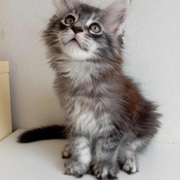 Maine Coon EZ Liuks