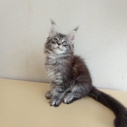 Maine Coon EZ Liuks