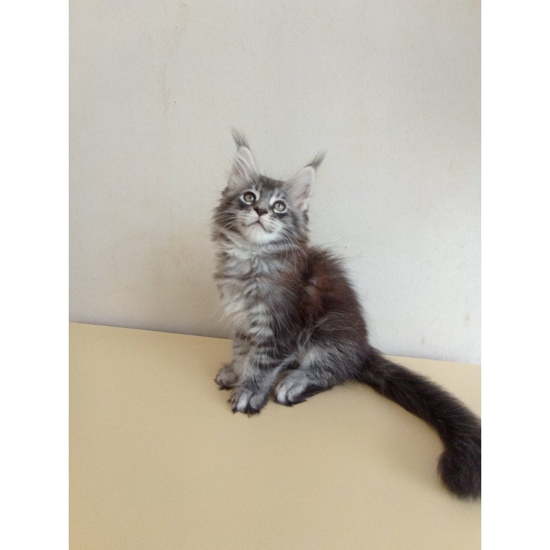 Maine Coon EZ Liuks