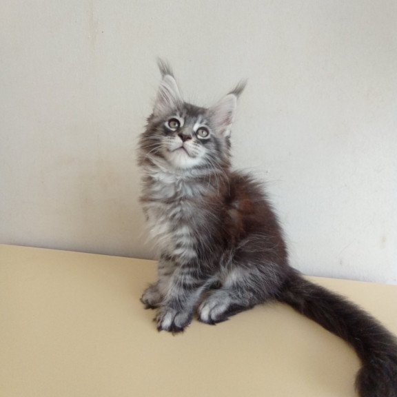 Maine Coon EZ Liuks