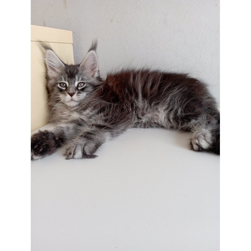 Maine Coon EZ Liuks