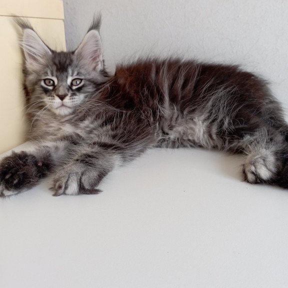 Maine Coon EZ Liuks