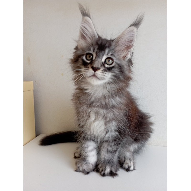 Maine Coon EZ Liuks