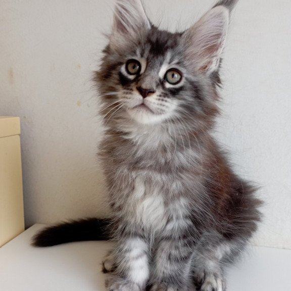 Maine Coon EZ Liuks