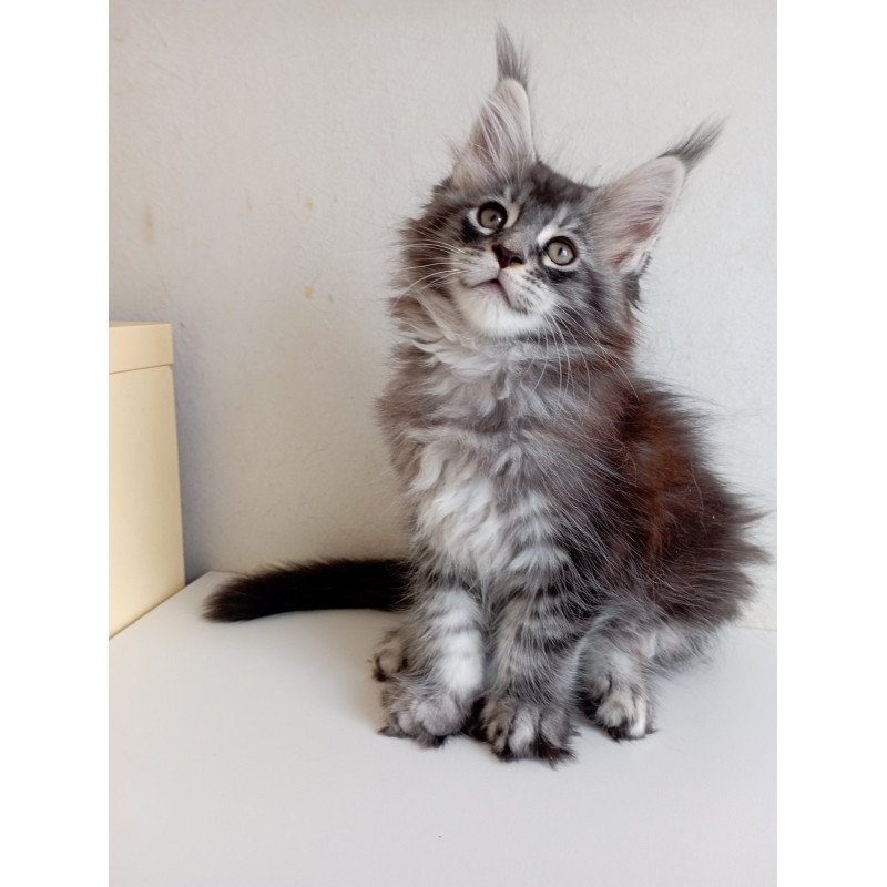 Maine Coon EZ Liuks