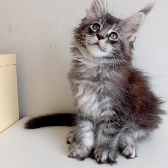 Maine Coon EZ Liuks