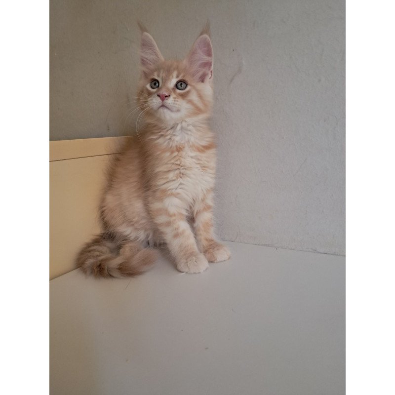 Maine Coon EZ Leon