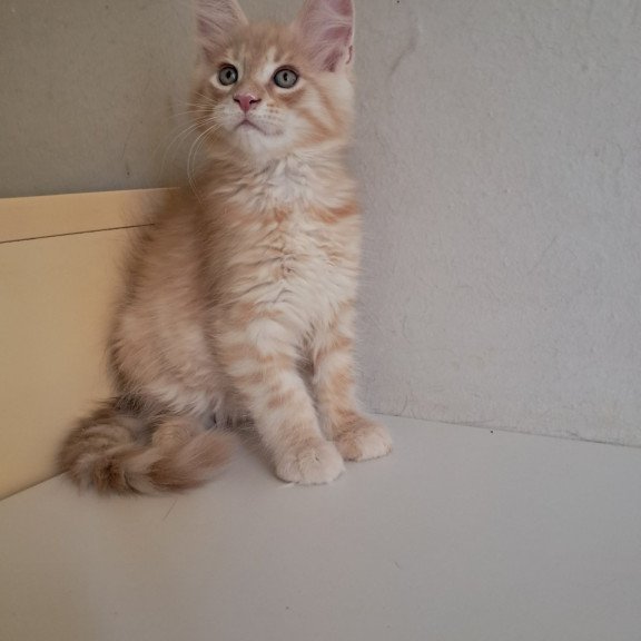 Maine Coon EZ Leon