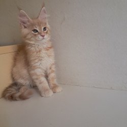 Maine Coon EZ Leon