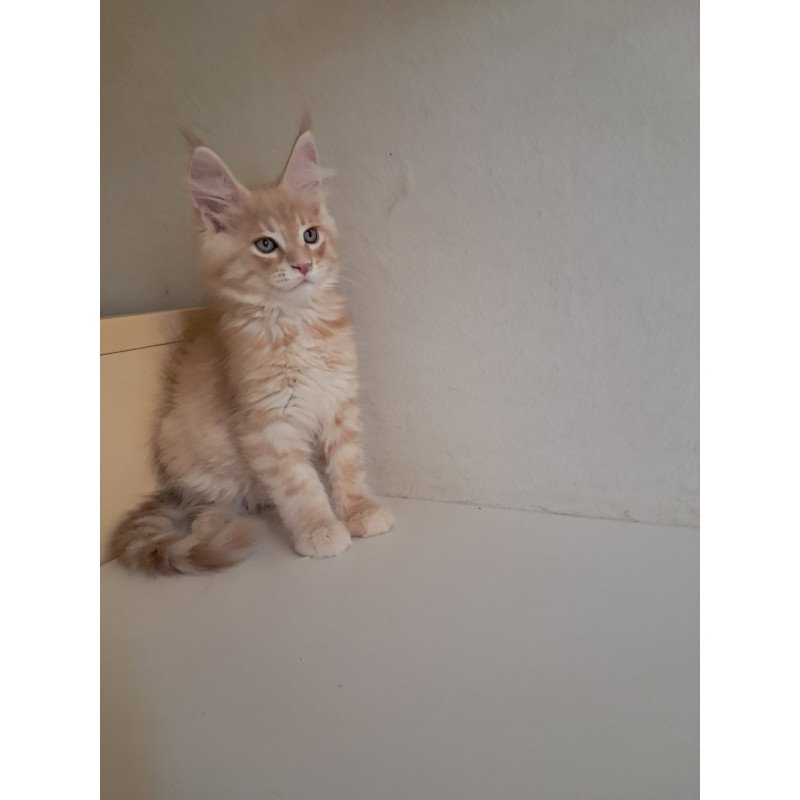 Maine Coon EZ Leon