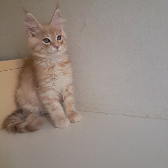 Maine Coon EZ Leon
