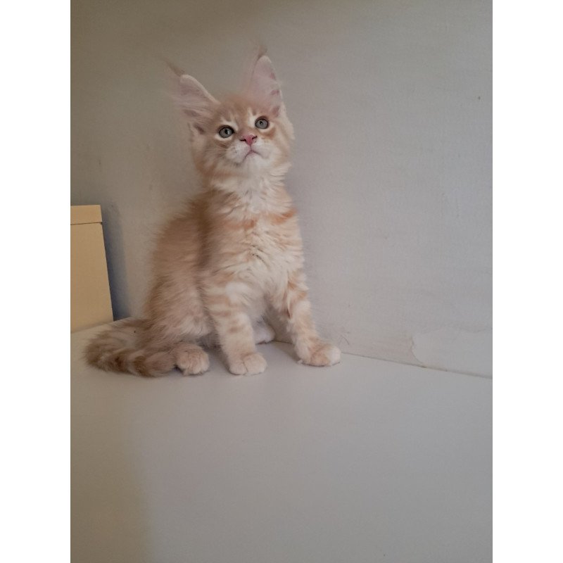 Maine Coon EZ Leon