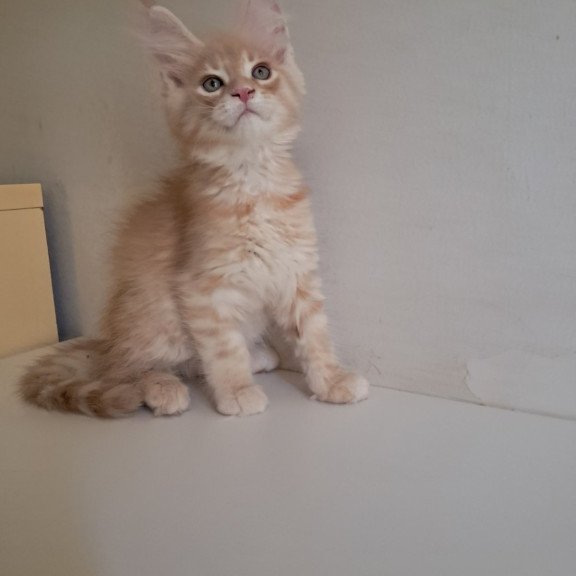 Maine Coon EZ Leon
