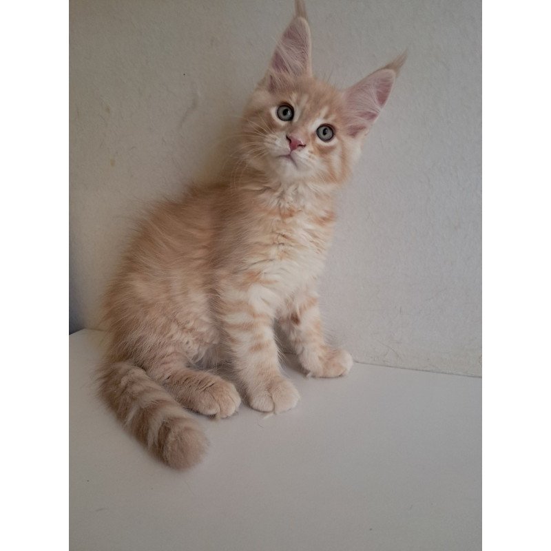 Maine Coon EZ Leon