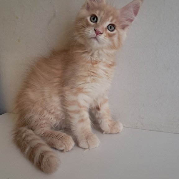 Maine Coon EZ Leon