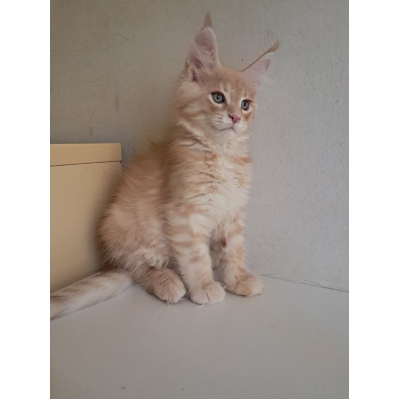 Maine Coon EZ Leon