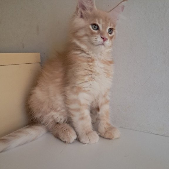 Maine Coon EZ Leon