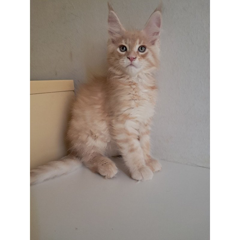 Maine Coon EZ Leon