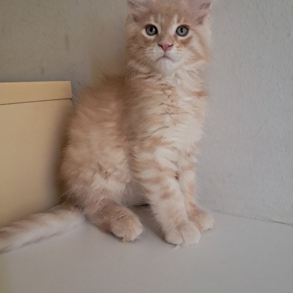 Maine Coon EZ Leon
