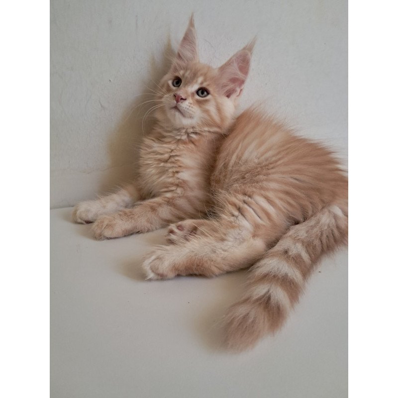 Maine Coon EZ Leon
