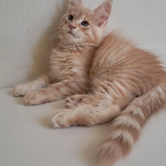 Maine Coon EZ Leon