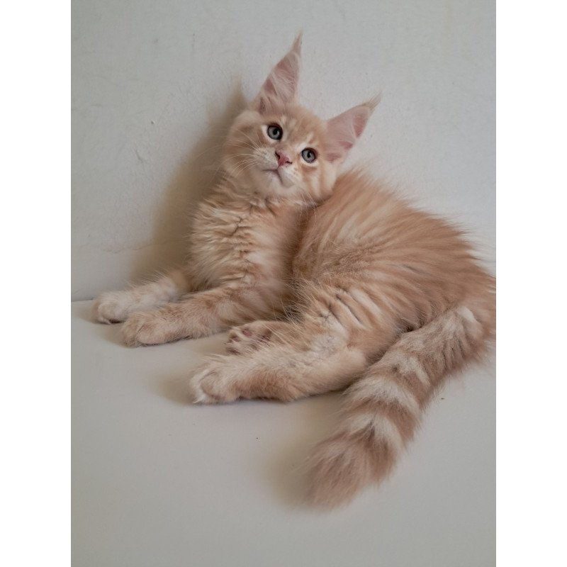 Maine Coon EZ Leon